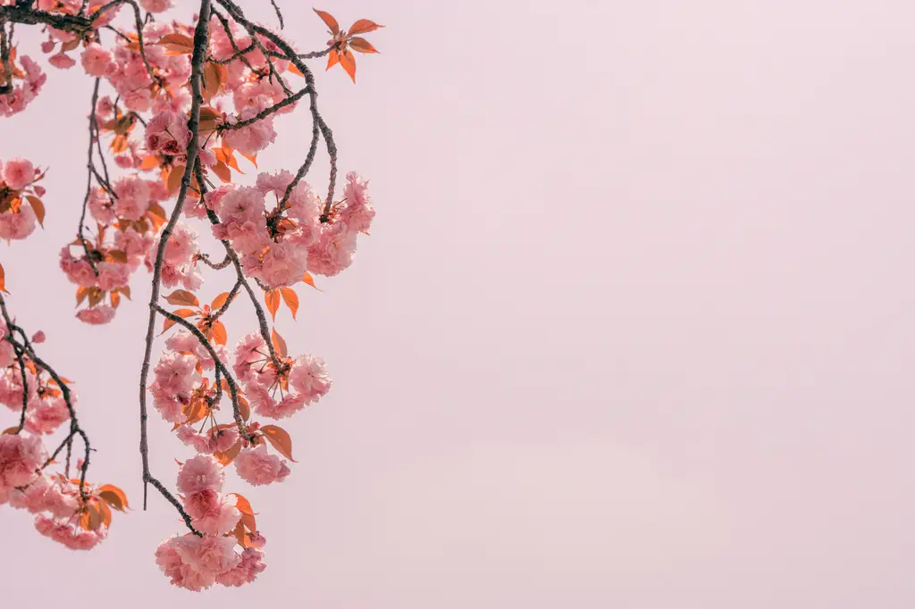 雞蛋花按摩：喚醒全身，感受天堂般的放鬆